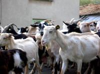 Goats