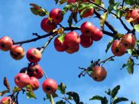 October Apples