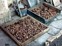 Walnut Crop