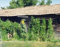 the barn wall