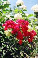 flowers.jpg
