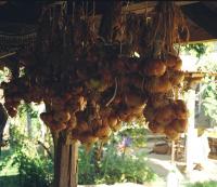 onions