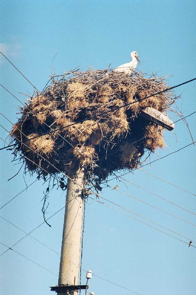 The stork's nest
