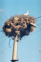 stork's nest