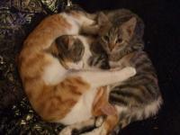 Geordie, Jackie and scrawny little Ziggy