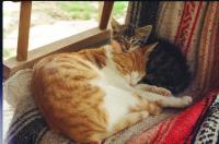 Geordie and Ziggy