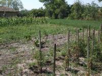 field1 1012