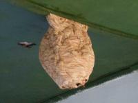 hornets' nest 