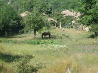 horse in the field july 09