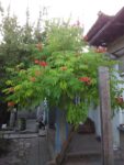 img_20160803_195241